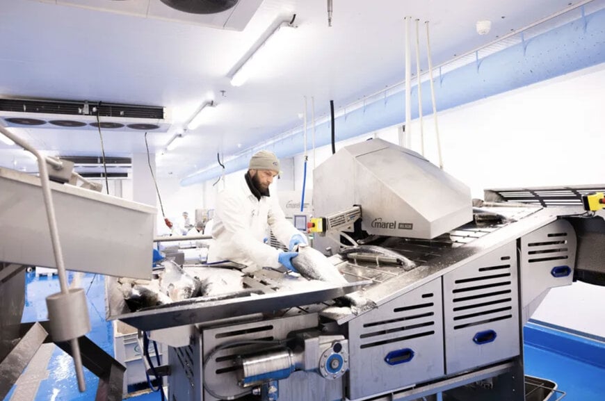 Automated Filleting Line Doubles Salmon Processing Productivity