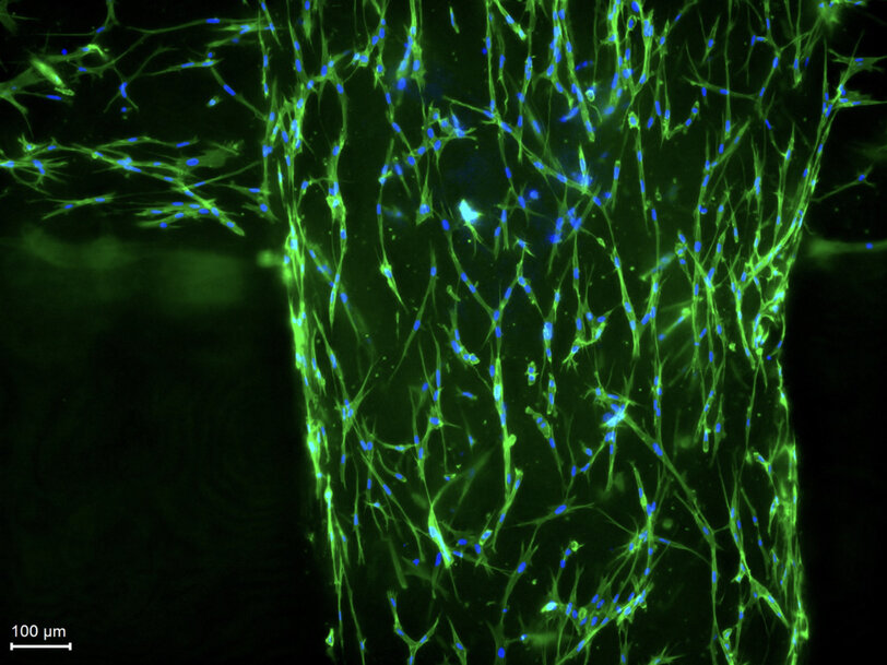 Fraunhofer develops Sustainable Printing Inks for Functional Organs