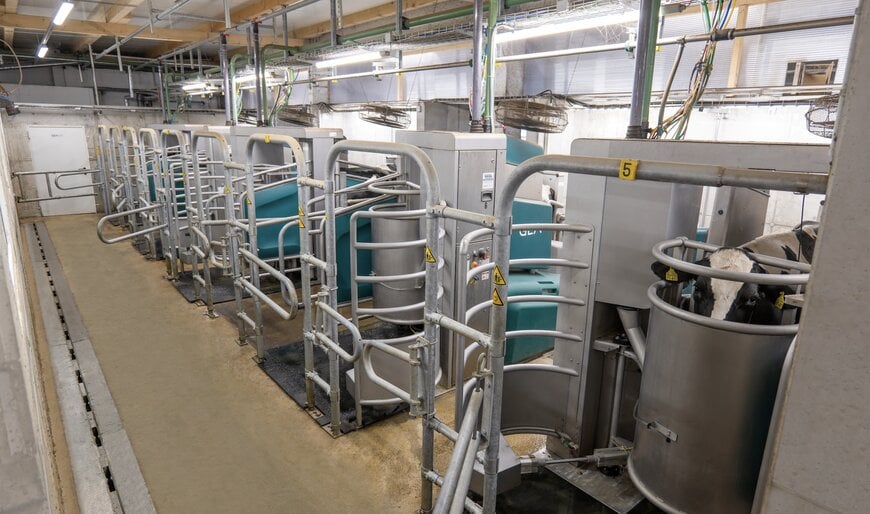 Automatisierte Batch-Melkinfrastruktur für mittlere bis große Herden